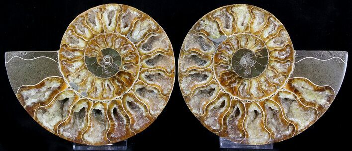 Polished Ammonite Pair - Agatized #37051